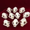 Decorative Objects Figurines Real Taxidermy Animal Skull Bones for Craft Decoration Home Specimen Collectibles Study Special Gifts 230418
