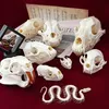 Decorative Objects Figurines Real Taxidermy Animal Skull Bones for Craft Decoration Home Specimen Collectibles Study Special Gifts 230418