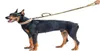 Colliers pour chiens, laisses d'entraînement tactique, 2 poignées, élastique à dégagement rapide, corde élastique pour animaux de compagnie, produits militaires 1756314