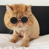 Pies kot okulary zwierząt przeciwsłonecznych Mały pies okulary posp.