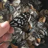 Decorative Objects Figurines 100Pcs Set Real Natural Specimens Butterfly Wings DIY Jewelry Artwork Art Hand Craft Happy ING 230419