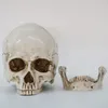 Dekorativa föremål Figurer 1st skeletthuvudmodell harts Hantverk Skull Högkvalitativ statyer Skulpturer Replica Prop Halloween Home 230419