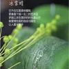 Kokulu mum bitki aromaterapi mum yasemin yeşil çay papağanı aromatik ev dekoratif mum 1 pcs renk rastgele z0418