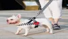 Colliers de harnais de chien de mode laisses réglable respirant gilet pour animaux de compagnie en Nylon en plein air course formation collier corde cravate collier Supplie8479482