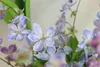 Decoratieve bloemen 31" kunstmatige nep Clerodendrum Wallichii bloesemtak met knoppen-blauw/paars Wallich's Glorybower DIY bruiloft/thuis