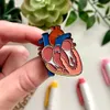 Spille Spille Hanreshe Anatomia colorata Cuore Organo Spilla Smalto medico Bavero Zaino Badge Spille Gioielli Regalo per Collezione Dottore Infermiera Z0421