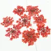Decorative Flowers 1000pcs Bulk Packing White Lace Wholesales Dried Pressed Flower For Candle Decoration Free Shipment