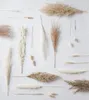 Декоративные цветы 30 шт. Сделай DIY натурально высушенные пампас трава премиум