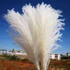 10 pçs secas pampas grama decoração plantas branco natural phragmites casamento decoração de casa real seco natural flores secas ornamento y0104261j