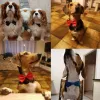 Halsband Bow Tie Justerbar rem för kattkrage hundar Tillbehör Pet Bow Tie Puppy Bowties ZZ