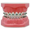 Fil dentaire Typodont Dents orthodontiques Modèle 1 1 Démo standard Enseigner étude avec attaches de ligature Archwire Supports métalliques Tubes buccaux 230421