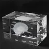 Modello anatomico umano 3D Fermacarte inciso al laser Cervello Cubo di cristallo Anatomia Mente Neurologia Pensiero Scienza Regalo 211101307H