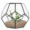 Pentágono de vidro preto, recipiente de terrário geométrico, decoração de peitoril de janela, vaso de flores, varanda, plantador, caixa de exibição diy y200723233a