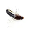 Mosca Scud de Ninfa realista #12 para pesca de trucha, cebo de insecto Artificial, 16-24 Uds., 210622284c