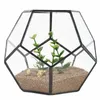 Black Glass Pentagon Geometric Terrarium Container Window Sill Decor Flower Pot Balcony Planter Diy Display Box No Plant T2001042489