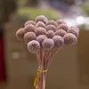 Fleurs décoratives préservées boules de boutons Billy Craspedia séchées artificielles pour la maison bureau fête bricolage décor de mariage naturel