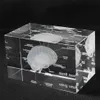 Modello anatomico umano 3D Fermacarte inciso al laser Cervello Cubo di cristallo Anatomia Mente Neurologia Pensiero Scienza Regalo 211101333S