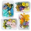 Dekorative Blumen 4 Boxen echte getrocknete Blumen Set trockene Hortensien Gänseblümchen für DIY Kerze Epoxidharz Handwerk Gussform Werkzeuge Schmuckherstellung