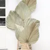 10pcs Lot REAL CATTAIL FAN 보존 건조 천연 신선한 손바닥 잎 영원히 가정용 결혼 장식 C0930290B