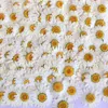 100st White Daisy Dried Flowers Natural Pressed Flower For Harts Mobiltelefonfodral Pendant Armband Smyckedekoration Material 2248R