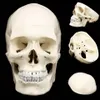 11 نموذج تشريحي تشريحي راتنج رأس الهيكل العظمي نموذج تدريس نموذج ديكور المنزل راتنج النحت الجمجمة البشرية تمثال T202606