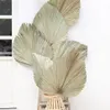 10pcs lot Real Cattail Fan preserved Dry Natural Fresh Palm leaves Forever plant material for home Wedding Decoration C09303002