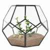 Black Glass Pentagon Geometric Terrarium Container Window Sill Decor Flower Pot Balcony Planter Diy Display Box Y200723261R