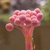 Fleurs décoratives préservées boules de boutons Billy Craspedia séchées artificielles pour la maison bureau fête bricolage décor de mariage naturel