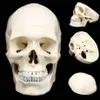 11 Anatomía anatómica humana Cabeza de resina Esqueleto Cráneo Modelo de enseñanza Desmontable Decoración del hogar Resina Escultura de cráneo humano Estatua T20290f