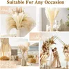 Flores decorativas 60 peças grama de pampas natural floral seco fofo decoração de casa sala de estar varanda festa de casamento cauda