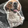 Bonecas de pelúcia Po Personalização Pet Toys Stuffed Animal Dog Almofada Cat Travesseiro Sofá Carro Decorativo Presente de Natal 231122