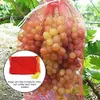 Otras herramientas de jardín 100 PCS Bolsa para proteger las uvas transpirables con gasa malla cinturón cuerda resistente al desgaste antiinsectos 230422