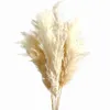 Decorative Flowers Cream Color 60cm Pampas Grass Fluffy Dried Indoor Natural Decor Bouquet Boho Living Room Decoration Gift