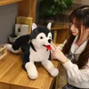 Peluş bebekler 70cm simülasyon husky köpek peluş oyuncak simülasyonu doldurulmuş köpek hayvan oyuncakları çocuklar için yumuşak bebek bebek çocuklar güzel doğum günü hediyesi 231122