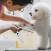Yeni Güvenli Evcil Hayvan Tımar Makas Yuvarlak Kafa Profesyonel Paslanmaz Çelik Makas Kesmek İçin Köpek Saç Evcil Hayvanlar Makasları Hayvan Kesici