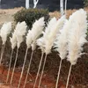 Decoraciones navideñas 10PCS Plume 3075cm Gran Pampas Grass Ramo de flores secas Decoración del hogar Tallos altos y esponjosos Sala de estar Decoración de la boda 231123