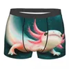 UNDUTTS MALE SEKSİ AXOLOTLMEXICAN AXOLOTL INDIGE GÖZLÜ BOXER KISA MEKLİ BEÇİM BEÇİM