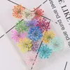 Christmas Decorations 120 pcsLot Natural Dried White Lace Flowers Pressed Plant for Nail Art Snow Bead Floras DIY Gift Craft Phone Shell Case Deco 231123