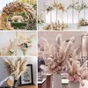 Décorations de Noël en gros Boho Mariage Décor 80 cm Grande Plume Sec Moelleux Pampas Herbe Naturel Véritable Fleur Préservée Fleur Sechees Mariage 231123