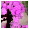Neuheitsspiele Iwish 10 x 8 cm rosa Desktop-Kirschblüte, cooles Japanthumbsup, magischer japanischer Sakura-Baum, brandneu, hergestellt in Japan, Grow Drop Dhrdw