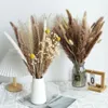 Dekorativa blommor naturliga torkade blommor bukett vass visp guld boll rabbittail gräs nordisk stil boho hemdekoration prydnad