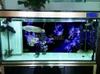 Decorazioni Poster di sfondo per acquario di dimensioni personalizzate con drago di fumo autoadesivo Decorazione da parete per acquario in PVC a doppia faccia in PVC Paesaggio