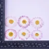 Decorative Flowers 60pcs Pressed Dried 3-4.5cm White/Purple Big Daisy Flower Plant Herbarium For Jewelry Phone Case Po Frame Bookmark DIY