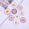 Decorative Flowers 60pcs Pressed Dried 3-4.5cm White/Purple Big Daisy Flower Plant Herbarium For Jewelry Phone Case Po Frame Bookmark DIY