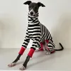 Dog Apparel Italian greyhound striped four legged clothing soft stretchy whippet winter warm dog 231127