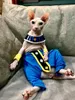 Kostüme Katzenkleidung für haarlose Katze Sphynx Gemütliche Baumwolle Schritthose Pumphose Hose Katten Kleidung Outfit Katze Anime Cosplay Kostüm