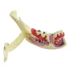 Dental Endodontic Treatment Model Anatomy Tissue Anatomical Model Anatomy Of Gums Study Dental Materials