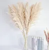 Dekorativa blommor pampas gräs lång torr växt boho fluffig vass bröllop bord dekoration naturlig blommor stil material modell nummer typ