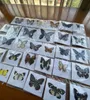 20st Natural Unmontered Rhopalocera Le Papillon Butterfly Exempel Artwork Material Decor 2202214025531