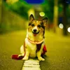 Dog Collars LED Glowing Collar Night Light Flashing Nylon Safety Necklace Waterproof Fluorescent AdjustableCollars Pet Supplies